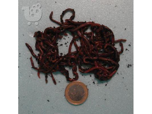 Σκουλήκι Γαιοσκώληκας για ψάρια γλυκού νερού